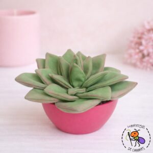 Suculenta hojas pico